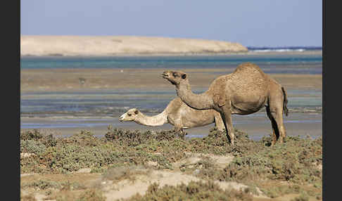 Dromedar (Camelus dromedarius)