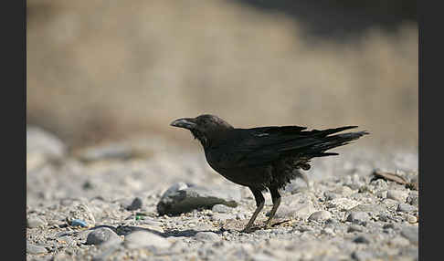 Wüstenrabe (Corvus ruficollis)