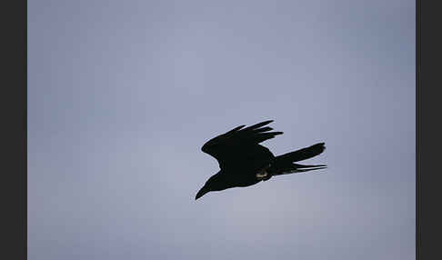 Wüstenrabe (Corvus ruficollis)