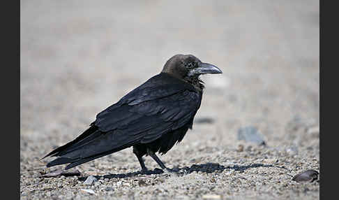 Wüstenrabe (Corvus ruficollis)