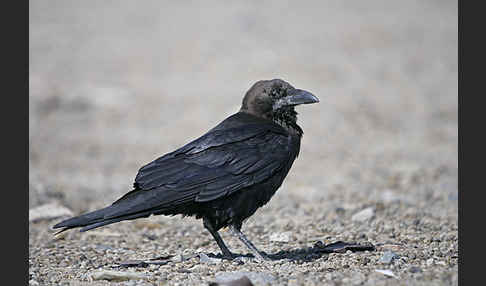 Wüstenrabe (Corvus ruficollis)