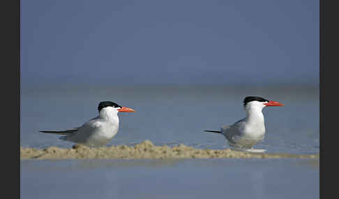 Raubseeschwalbe (Sterna caspia)