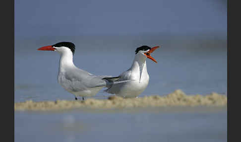 Raubseeschwalbe (Sterna caspia)