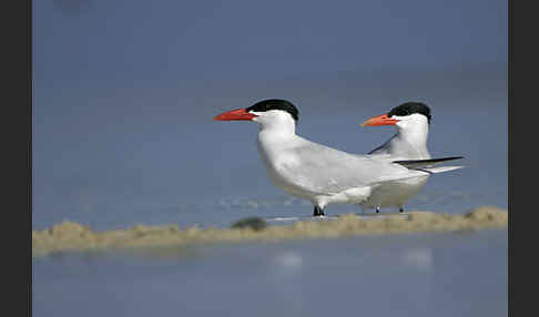 Raubseeschwalbe (Sterna caspia)