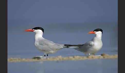 Raubseeschwalbe (Sterna caspia)