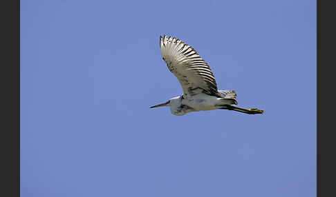 Küstenreiher (Egretta gularis gularis)