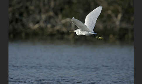 Küstenreiher (Egretta gularis gularis)