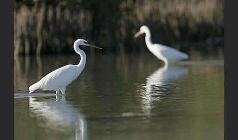 Küstenreiher (Egretta gularis gularis)