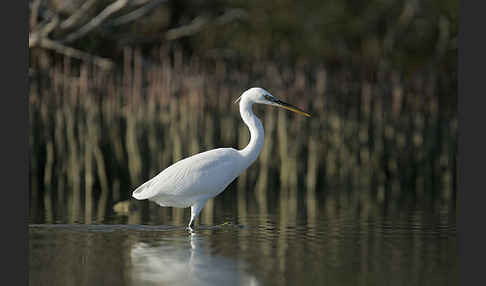 Küstenreiher (Egretta gularis gularis)