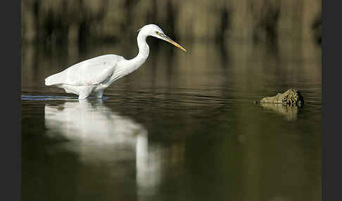 Küstenreiher (Egretta gularis gularis)