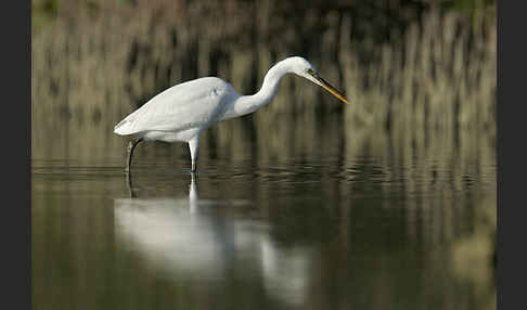 Küstenreiher (Egretta gularis gularis)