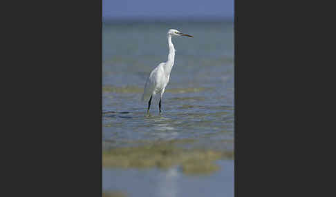 Küstenreiher (Egretta gularis gularis)