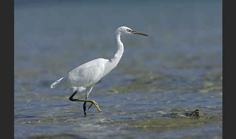 Küstenreiher (Egretta gularis gularis)