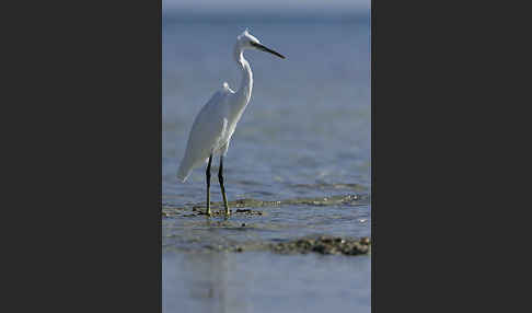 Küstenreiher (Egretta gularis gularis)