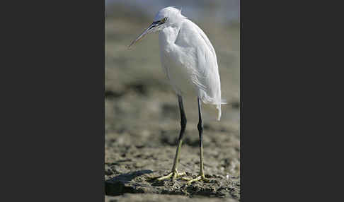 Küstenreiher (Egretta gularis gularis)