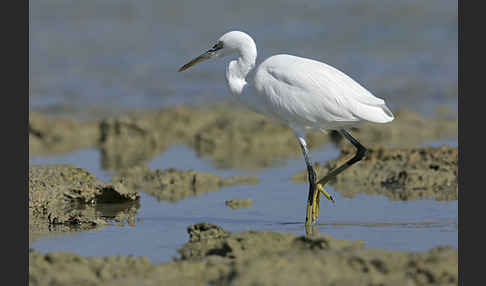 Küstenreiher (Egretta gularis gularis)