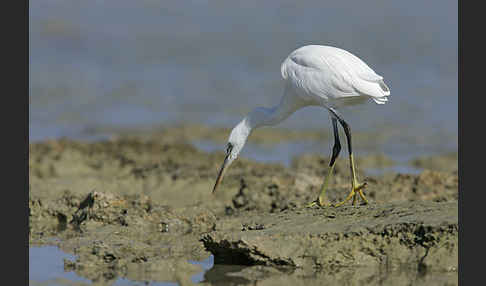 Küstenreiher (Egretta gularis gularis)