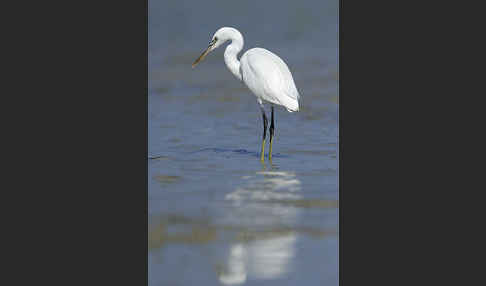 Küstenreiher (Egretta gularis gularis)