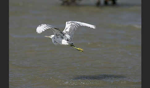 Küstenreiher (Egretta gularis gularis)