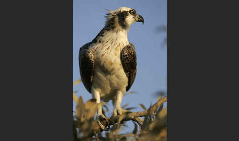 Fischadler (Pandion haliaetus)