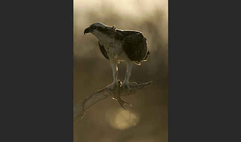 Fischadler (Pandion haliaetus)