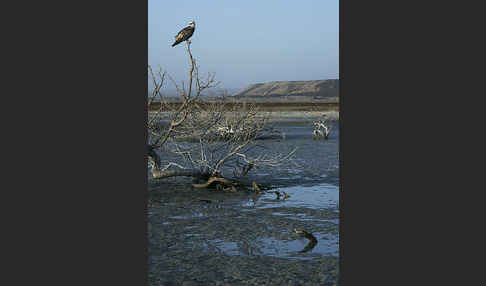 Fischadler (Pandion haliaetus)