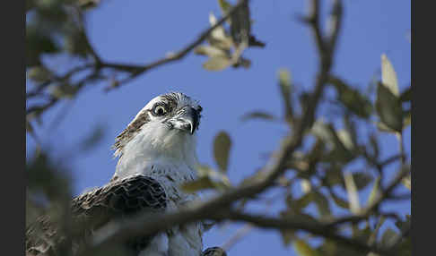 Fischadler (Pandion haliaetus)