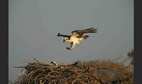 Fischadler (Pandion haliaetus)