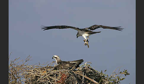 Fischadler (Pandion haliaetus)