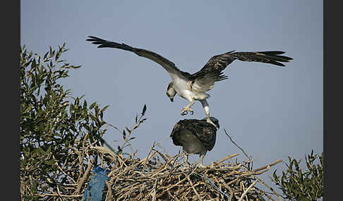 Fischadler (Pandion haliaetus)