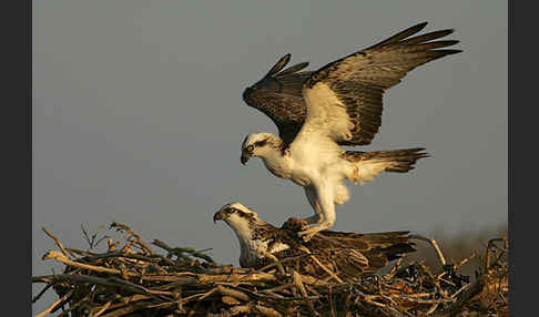 Fischadler (Pandion haliaetus)