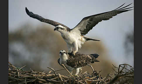 Fischadler (Pandion haliaetus)