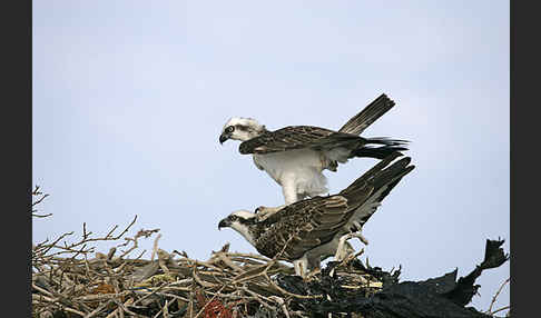 Fischadler (Pandion haliaetus)