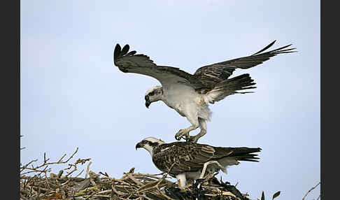 Fischadler (Pandion haliaetus)