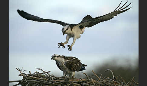 Fischadler (Pandion haliaetus)