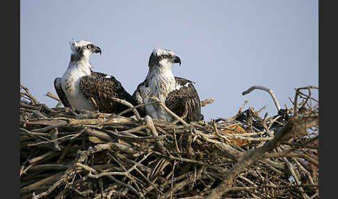 Fischadler (Pandion haliaetus)