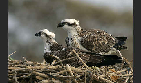 Fischadler (Pandion haliaetus)