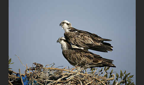 Fischadler (Pandion haliaetus)