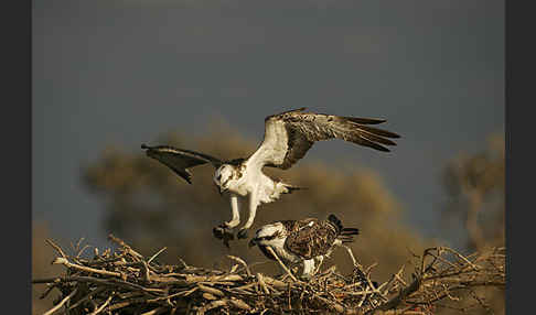 Fischadler (Pandion haliaetus)