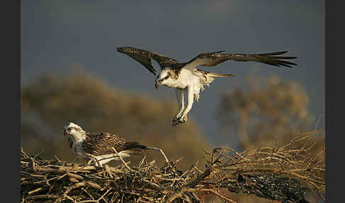 Fischadler (Pandion haliaetus)