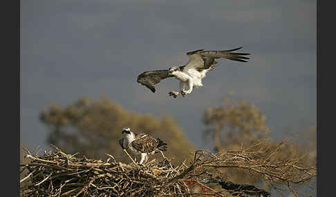 Fischadler (Pandion haliaetus)