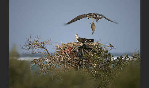 Fischadler (Pandion haliaetus)