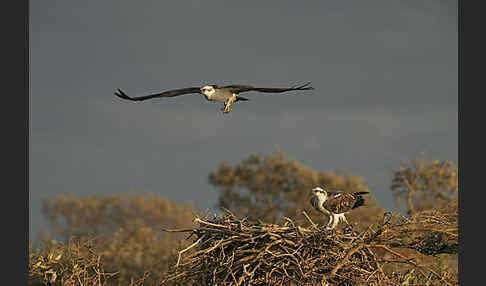 Fischadler (Pandion haliaetus)