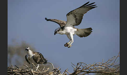 Fischadler (Pandion haliaetus)