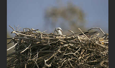 Fischadler (Pandion haliaetus)