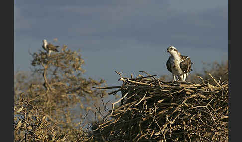 Fischadler (Pandion haliaetus)