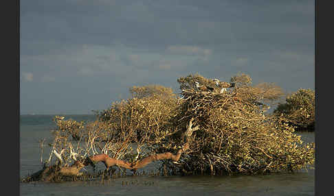 Fischadler (Pandion haliaetus)