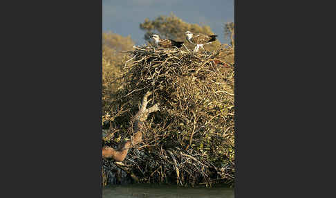 Fischadler (Pandion haliaetus)