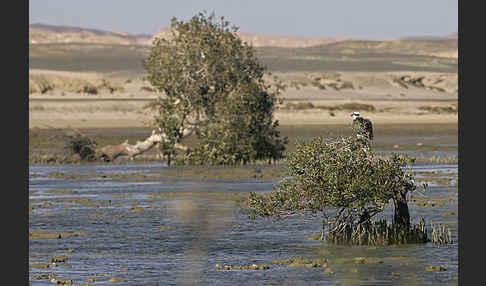 Fischadler (Pandion haliaetus)