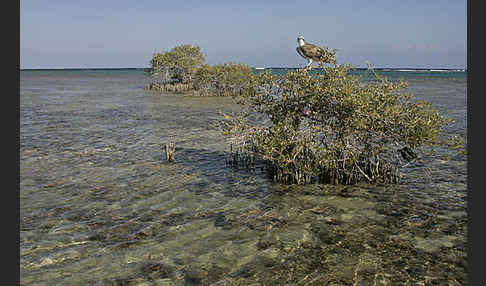 Fischadler (Pandion haliaetus)